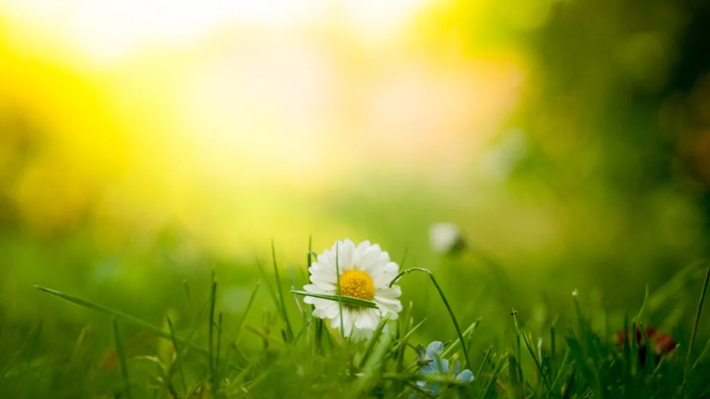 Weiße Blumen auf einer Wiese im warmen Sonnenlicht