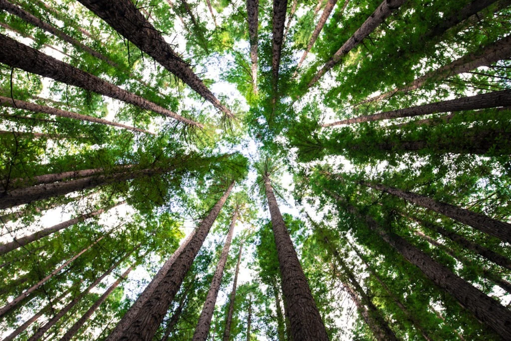 Blick durch grüne Baumkronen in den Himmel